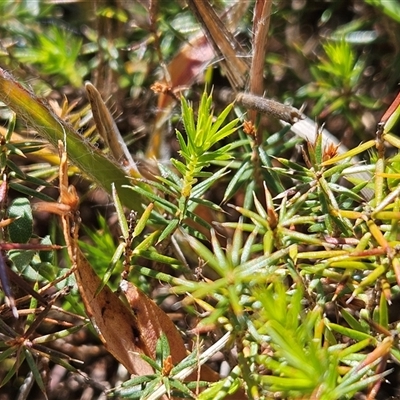 Acrotriche serrulata (Ground-berry) at Whitlam, ACT - 5 Nov 2024 by sangio7