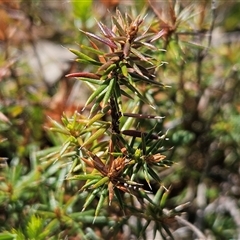 Acrotriche serrulata at Whitlam, ACT - 5 Nov 2024