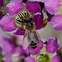 Apis mellifera (European honey bee) at Florey, ACT - 6 Nov 2024 by KorinneM