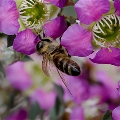 Apis mellifera at Florey, ACT - suppressed