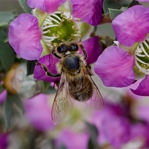 Apis mellifera at Florey, ACT - suppressed