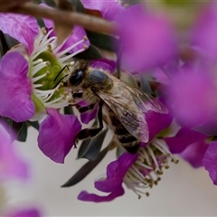 Apis mellifera at Florey, ACT - 6 Nov 2024