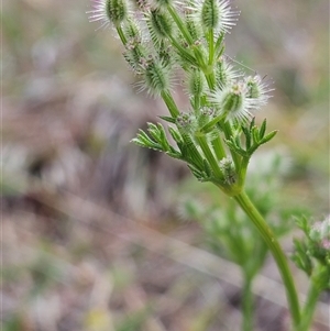 Daucus glochidiatus at Whitlam, ACT - 5 Nov 2024