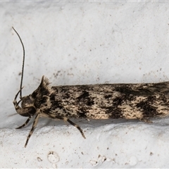 Barea zygophora (Concealer Moth) at Melba, ACT - 4 Nov 2024 by kasiaaus