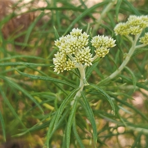 Cassinia longifolia at Whitlam, ACT - 5 Nov 2024 01:45 PM