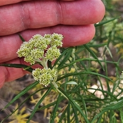 Cassinia longifolia at Whitlam, ACT - 5 Nov 2024