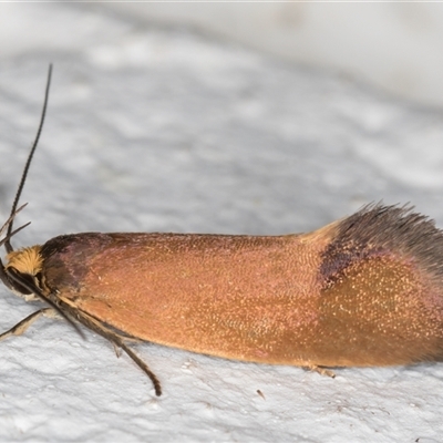 Delexocha ochrocausta (Chezala Group) at Melba, ACT - 4 Nov 2024 by kasiaaus