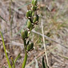 Wurmbea dioica subsp. dioica (Early Nancy) at Whitlam, ACT - 5 Nov 2024 by sangio7