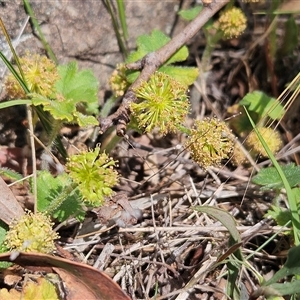 Hydrocotyle laxiflora at Whitlam, ACT - 5 Nov 2024 02:19 PM