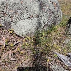 Hydrocotyle laxiflora at Whitlam, ACT - 5 Nov 2024 02:19 PM