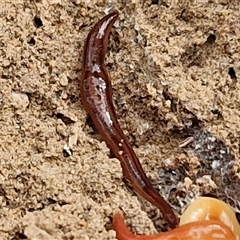 Anzoplana trilineata (A Flatworm) at Goulburn, NSW - 6 Nov 2024 by trevorpreston