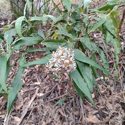 Olearia argophylla (Native Musk) at Preston, TAS - 5 Nov 2024 by LyndalT