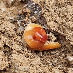 Australoplana alba (A flatworm) at Goulburn, NSW - 6 Nov 2024 by trevorpreston