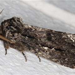 Neola semiaurata (Wattle Notodontid Moth) at Melba, ACT - 4 Nov 2024 by kasiaaus