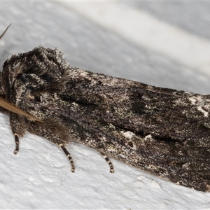 Neola semiaurata at Melba, ACT - 4 Nov 2024 09:54 PM