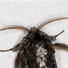 Neola semiaurata at Melba, ACT - 4 Nov 2024