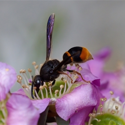 Paralastor sp. (genus) (Potter Wasp) at Florey, ACT - 6 Nov 2024 by KorinneM