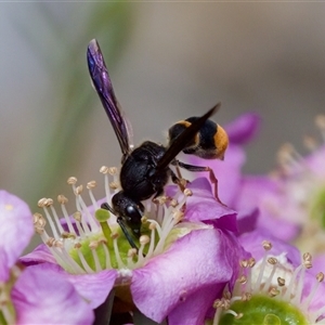 Paralastor sp. (genus) at Florey, ACT - suppressed