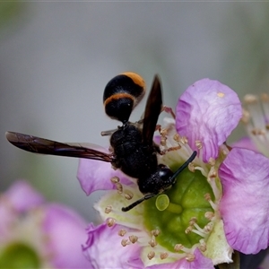 Paralastor sp. (genus) at Florey, ACT - suppressed