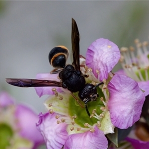 Paralastor sp. (genus) at Florey, ACT - suppressed