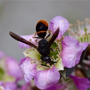 Paralastor sp. (genus) at Florey, ACT - suppressed