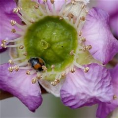 Diomus notescens (Little two-spotted ladybird) at Florey, ACT - 6 Nov 2024 by KorinneM