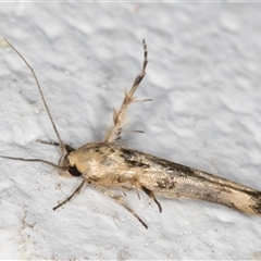 Stathmopoda hyposcia at Melba, ACT - 4 Nov 2024 09:59 PM