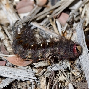 Epicoma contristis at Florey, ACT - suppressed