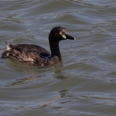 Tachybaptus novaehollandiae (Australasian Grebe) at Whitlam, ACT - 5 Nov 2024 by AlisonMilton