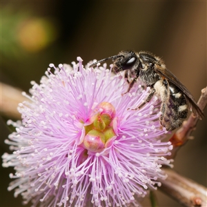 Lasioglossum (Chilalictus) sp. (genus & subgenus) at Downer, ACT - 6 Nov 2024