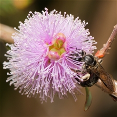 Lasioglossum (Chilalictus) sp. (genus & subgenus) at Downer, ACT - 6 Nov 2024