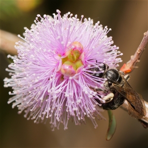 Lasioglossum (Chilalictus) sp. (genus & subgenus) at Downer, ACT - 6 Nov 2024 05:37 PM