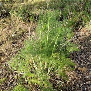 Foeniculum vulgare at Goulburn, NSW - 6 Nov 2024