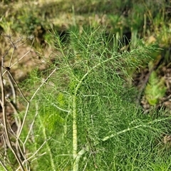 Foeniculum vulgare at Goulburn, NSW - 6 Nov 2024