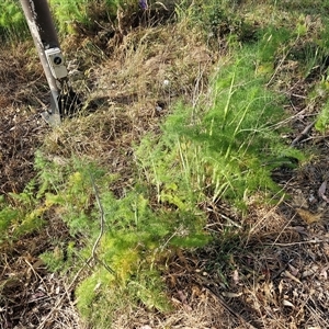 Foeniculum vulgare at Goulburn, NSW - 6 Nov 2024