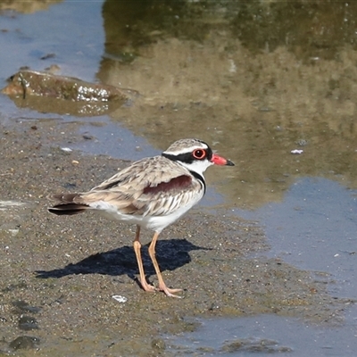 Charadrius melanops (Black-fronted Dotterel) at Whitlam, ACT - 5 Nov 2024 by AlisonMilton