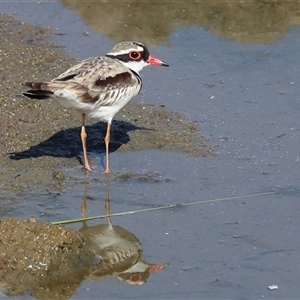 Charadrius melanops at Whitlam, ACT - 6 Nov 2024 09:21 AM