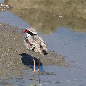 Charadrius melanops at Whitlam, ACT - 6 Nov 2024 09:21 AM