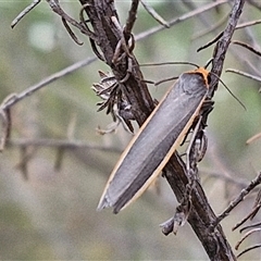 Palaeosia bicosta (Two-ribbed Footman) at Goulburn, NSW - 6 Nov 2024 by trevorpreston