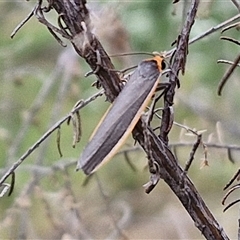 Palaeosia bicosta at Goulburn, NSW - 6 Nov 2024