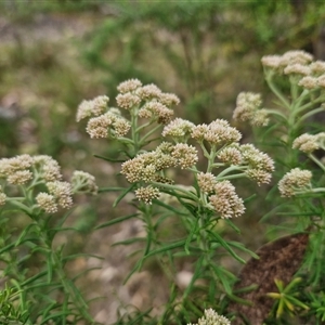 Cassinia aculeata subsp. aculeata at Goulburn, NSW - 6 Nov 2024