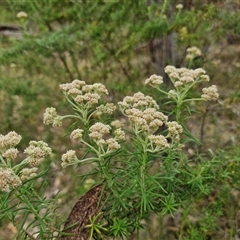 Cassinia aculeata subsp. aculeata at Goulburn, NSW - 6 Nov 2024