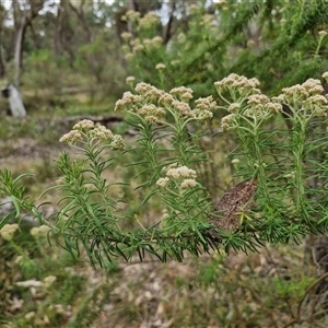 Cassinia aculeata subsp. aculeata at Goulburn, NSW - 6 Nov 2024