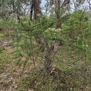 Cassinia aculeata subsp. aculeata at Goulburn, NSW - 6 Nov 2024