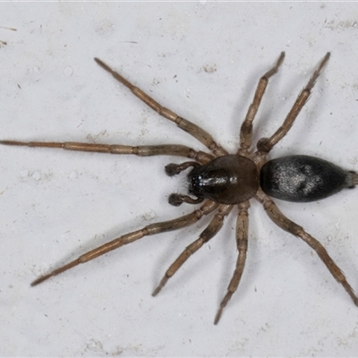Gnaphosidae (family) - 1 Jan 1900 by kasiaaus