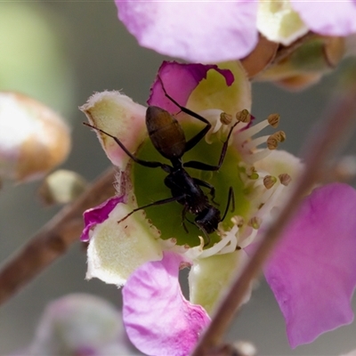 Camponotus aeneopilosus (A Golden-tailed sugar ant) at Florey, ACT - 6 Nov 2024 by KorinneM