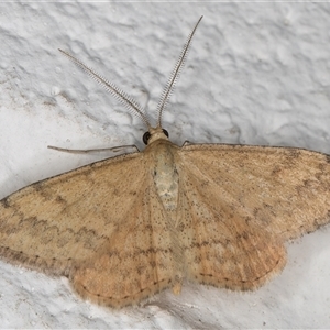 Scopula rubraria at Melba, ACT - 4 Nov 2024