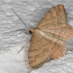 Scopula rubraria at Melba, ACT - 4 Nov 2024