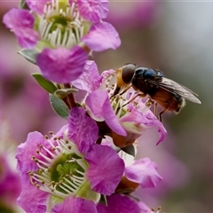 Austalis copiosa (Hover fly) at Florey, ACT - 6 Nov 2024 by KorinneM