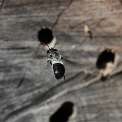 Megachile lucidiventris (Resin bee, Megachilid bee) at Keiraville, NSW - 1 Feb 2022 by PaperbarkNativeBees